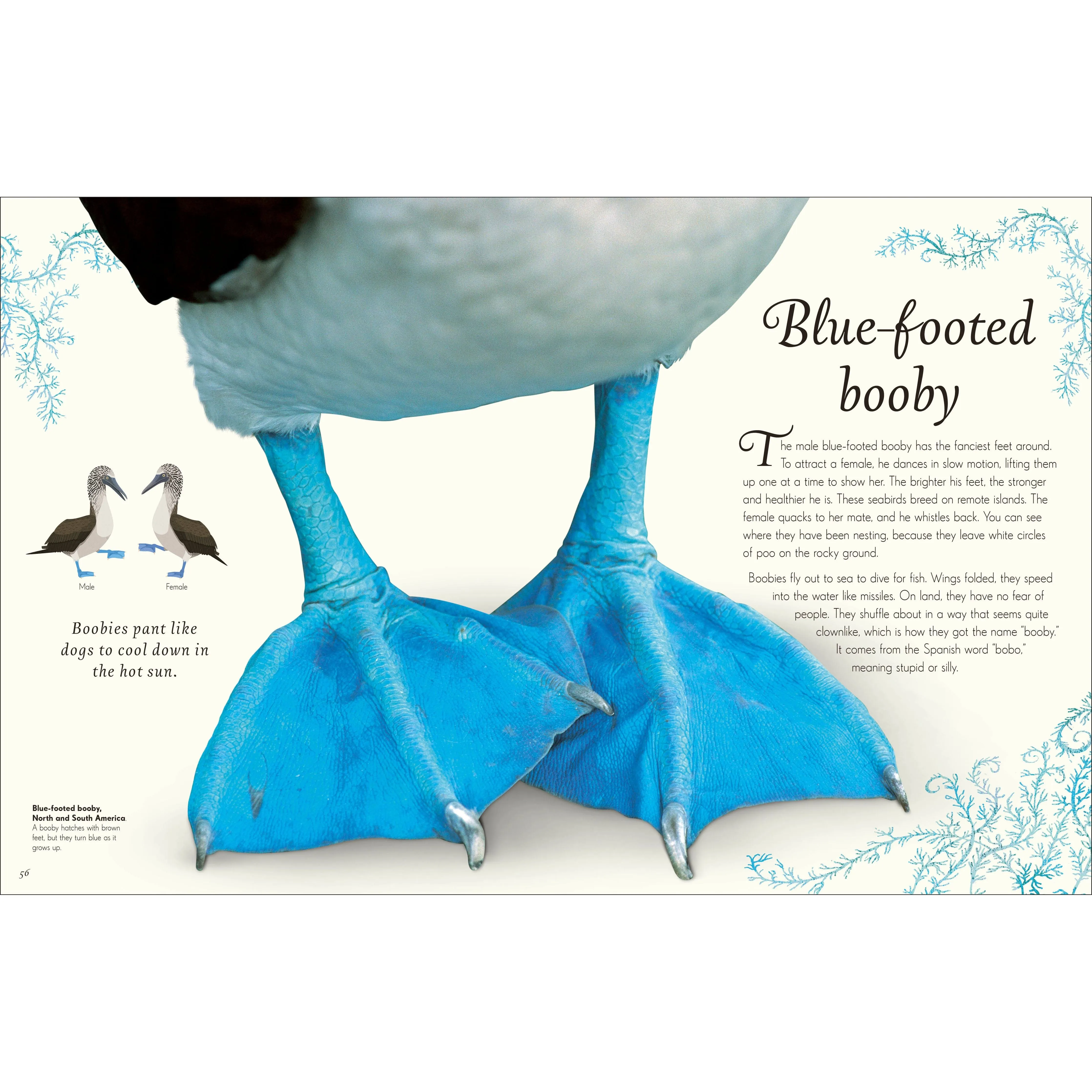 DK An Anthology of Exquisite Birds