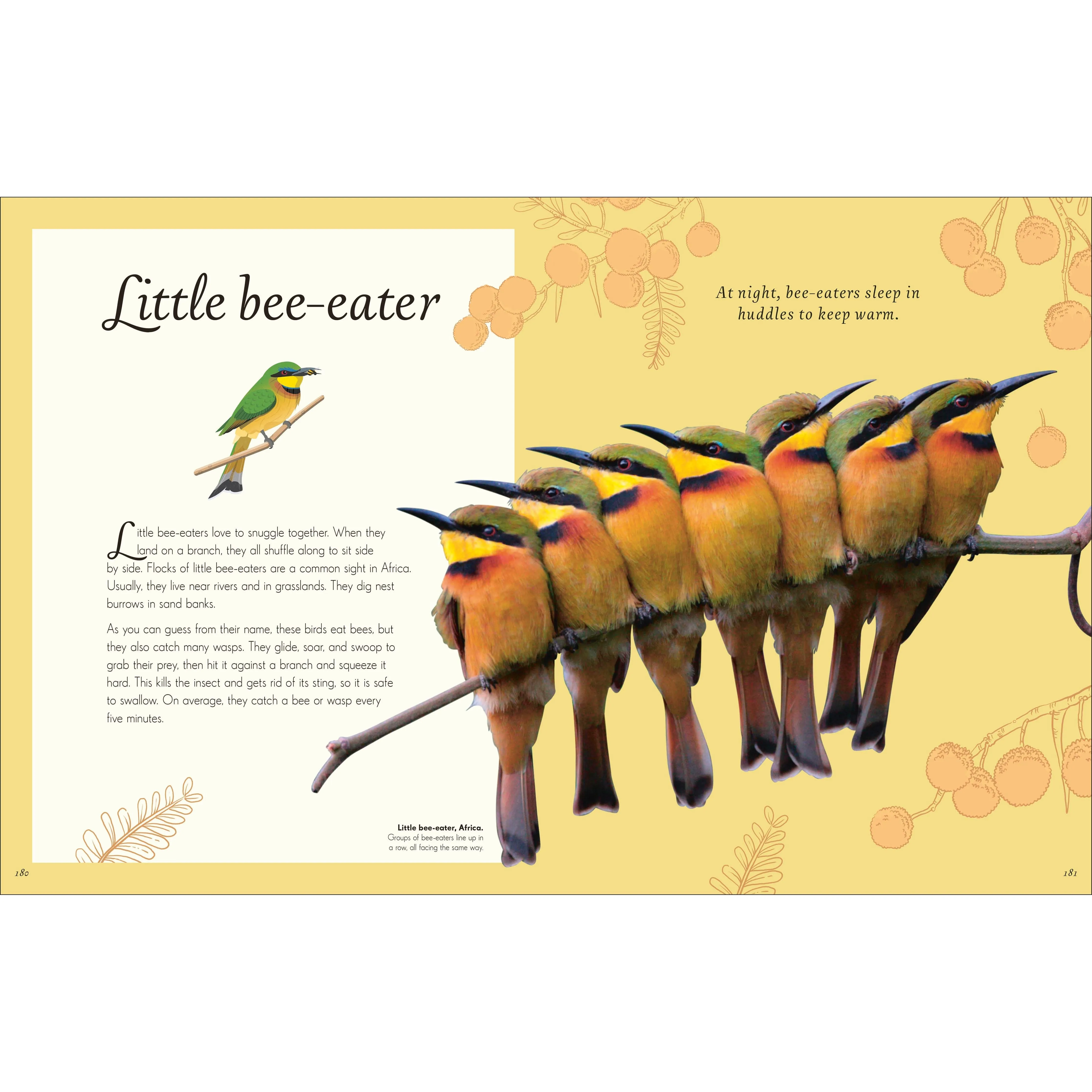DK An Anthology of Exquisite Birds